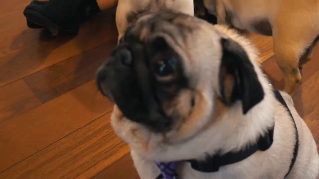 Pop Up Pug Cafe смотреть онлайн