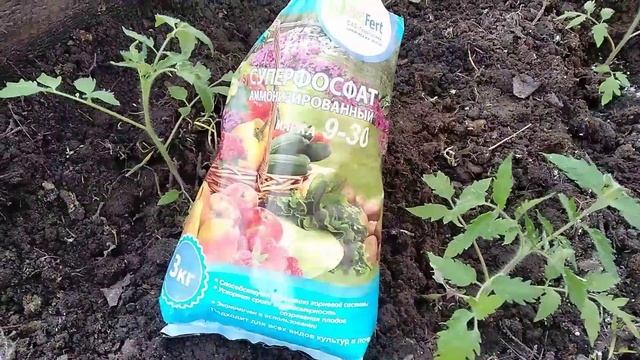 Томаты для раннего урожая- высажены в теплицу. смотреть онлайн