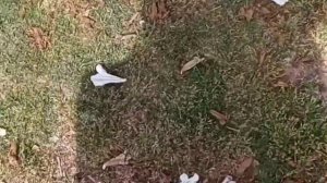 ЦВЕТЫ В ТУРЦИИ ВЕСНОЙ. АНТАЛИЯ ВЕСНОЙ 2022 /тикток 2022