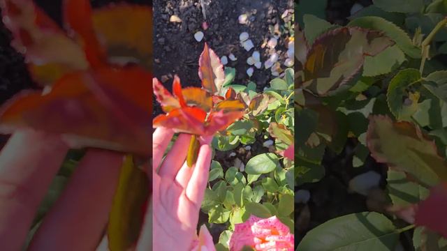 саженцы роз питомника rosebushes.ru с доставкой по России смотреть онлайн