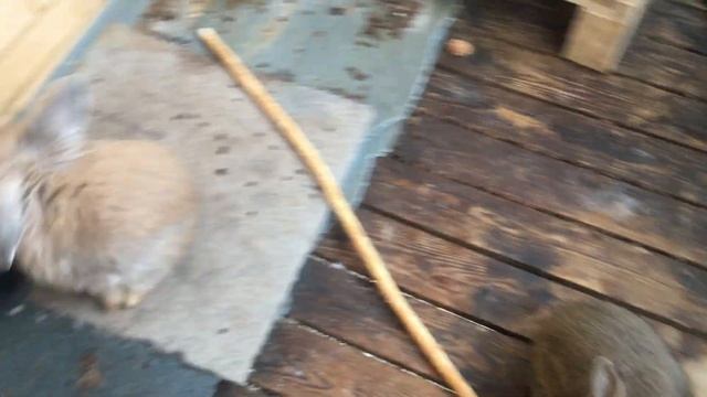 The Secrets Of Bunny Sweden смотреть онлайн