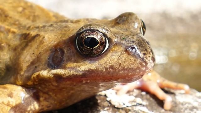 ТОП-10 УДИВИТЕЛЬНЫХ ФАКТОВ О ЛЯГУШКАХ. смотреть онлайн