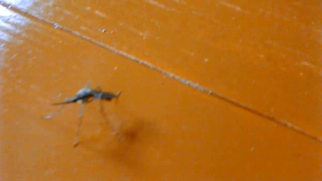 комар долгоносик против крашеного пола смотреть онлайн