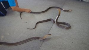 泰国 Таиланд. Пхукет. Танцующие кобры)