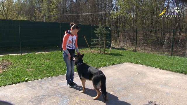 Воспитание собак, необходимость позитивной мотивации при обучении принуждением смотреть онлайн