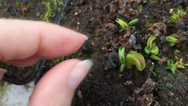 Dionaea в летний и зимний периоды. Коллекция DIONAEAS смотреть онлайн