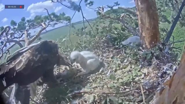 16.06.2021 11:47 Алтын улетает. Алтынай с сосновой веточкой Кормление птицей. Ест один птенец смотреть онлайн