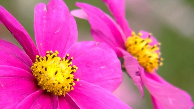 JVC Everio GZ-HM1 Cosmos Flower Tele Macro shots смотреть онлайн