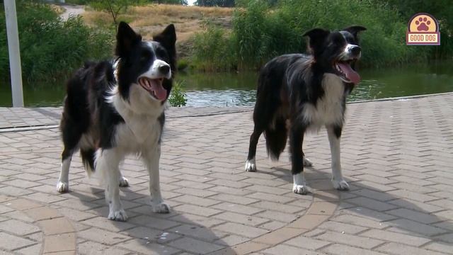 БОРДЕР-КОЛЛИ. Плюсы и минусы породы BORDER COLLIE смотреть онлайн