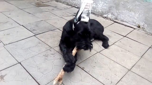 п-к Роман-Кош.12.04.21г. Цирцея, Пуля с любимой палочкой.6 мес. дочь Роман-Кош Урсола и Флорис. Соч смотреть онлайн