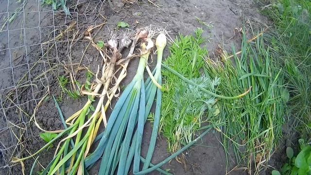 Профилактика глистов народными средствами у животных и птиц смотреть онлайн