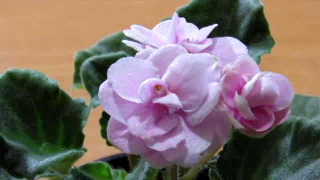 Как создать коллекцию фиалок с нуля. смотреть онлайн