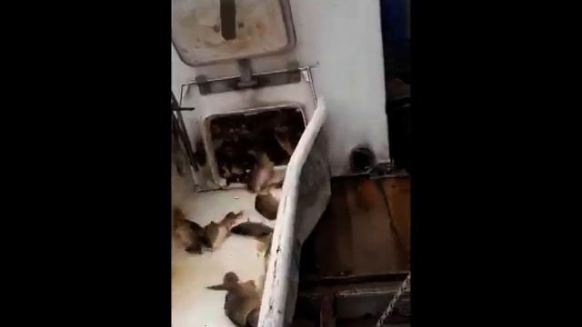 Белое озеро, зарыбление карпом 2021. смотреть онлайн