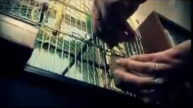 Ядовитая посуда