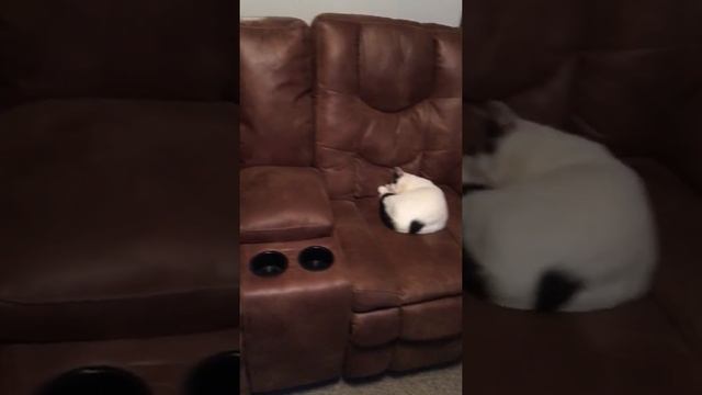 Pioneer/ Polk Audio/Logitech Harmony home theatre смотреть онлайн