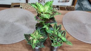 Колеусы. Видео каталог для продажи. Заказ на весну 2023г. Обзор и описание сортов в моей коллекции.