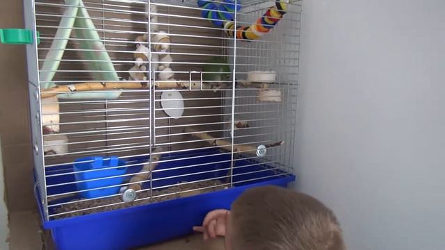 Новый питомец / Купили попугая / Калита Монах смотреть онлайн