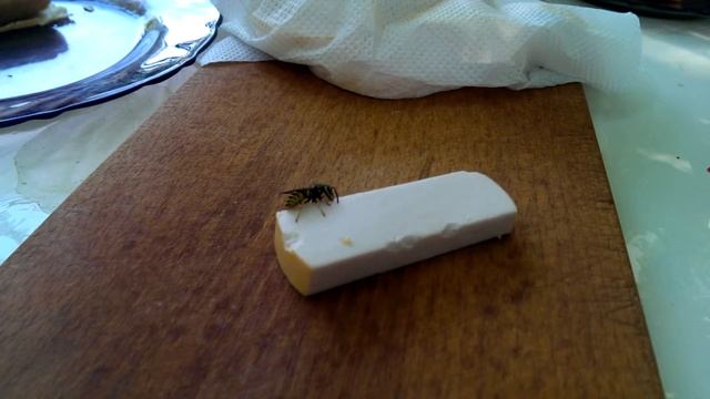 Оса ест колбасу Мортаделла смотреть онлайн