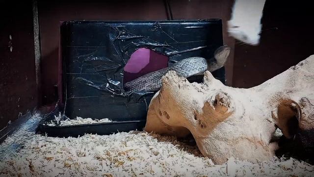 Double Cornsnake Feeding : *WARNING* DEAD RAT! смотреть онлайн