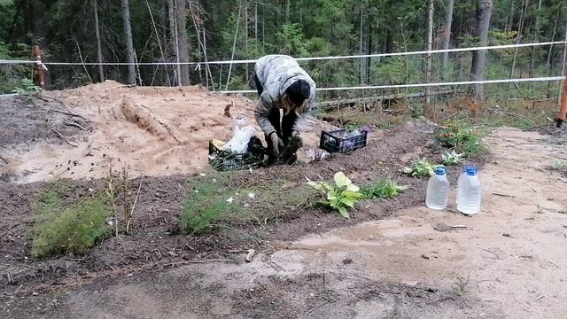 Привезли ФЛОКСЫ разных оттенков. смотреть онлайн