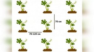 АРБУЗ ОГОНЕК - РАННЕСПЕЛЫЙ ПОПУЛЯРНЫЙ СОРТ АРБУЗА ДЛЯ ТЕПЛИЦ И ОТКРЫТОГО ГРУНТА
