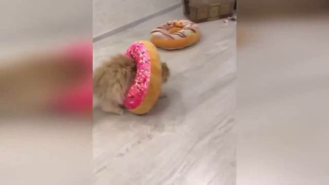 КОТЫ И КОШКИ РУССКИЕ ПРИКОЛЫ С КОТАМИ 2019 НАША РАША смотреть онлайн