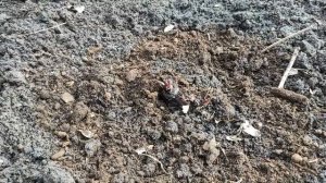 Эхинацея-пересадка и уход