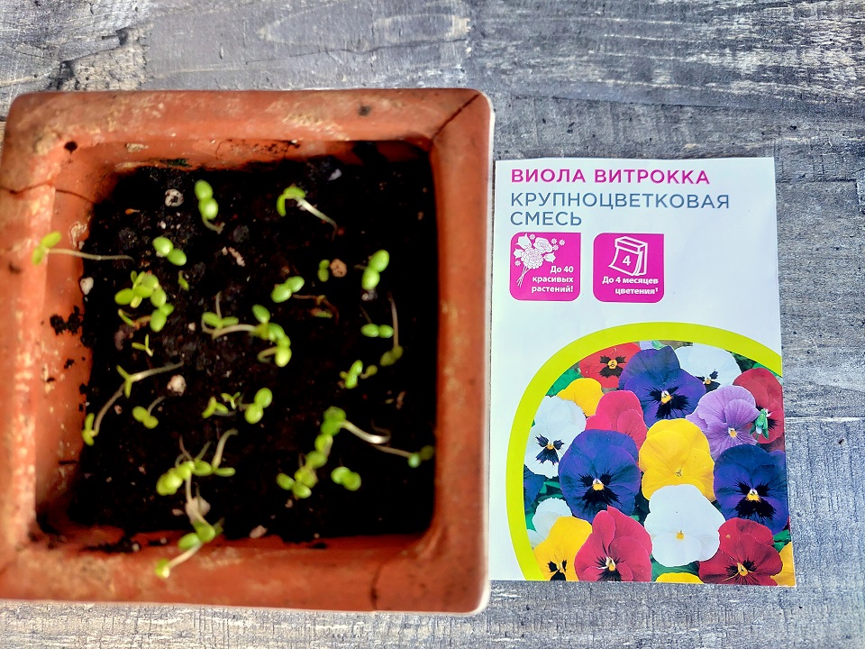 Посадка семян петунии и виолы.