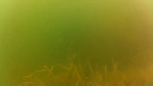 Подводная охота осенью. Гидрокостюм Omer 7mm. Подводная охота и дайвинг. Закрытие сезона. смотреть онлайн