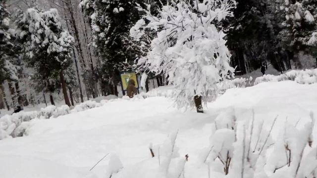 Москва 12.02.2019 г Бирюлёвский Дендропарк смотреть онлайн