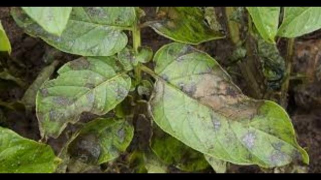 ЙОД СПАСЕТ ОТ БОЛЕЗНЕЙ И ВРЕДИТЕЛЕЙ И УВЕЛИЧИТ УРОЖАЙ vselennaya uvlesheniy смотреть онлайн