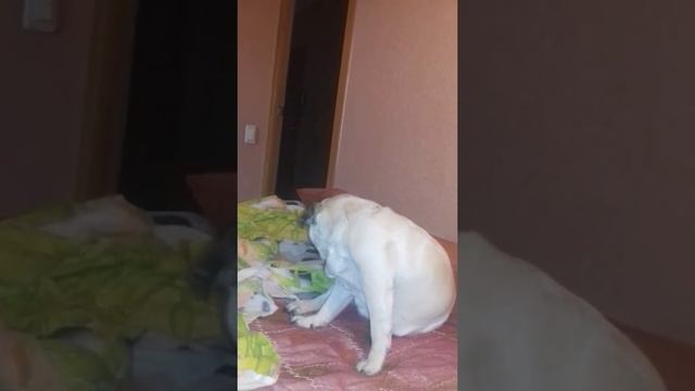 У Мишельки танец попы смотреть онлайн