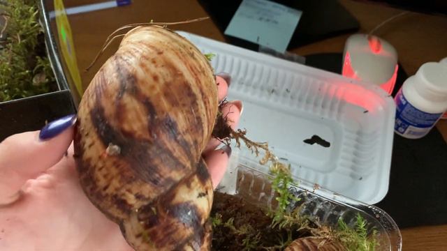 Куда ж мне их всех деть??? смотреть онлайн