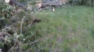 #2.Заготовка древесины. Ясенелистный и остролистный клен.