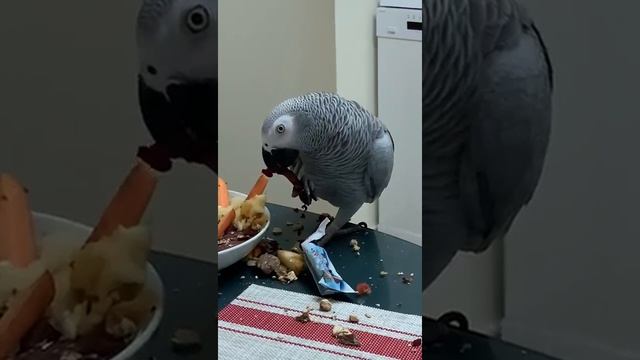 Как научить попугая жако есть фрукты и овощи. смотреть онлайн
