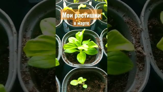 Петунии, перец, томаты, рассада в марте смотреть онлайн