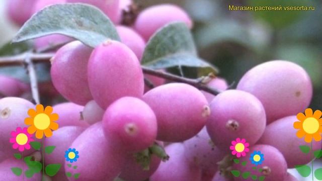 Снежноягодник доренбоза мэджикал кэнди. Краткий обзор, описание symphoricarpus magical candy смотреть онлайн