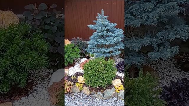 Любимый сад ?❤️?. Видео от смотреть онлайн