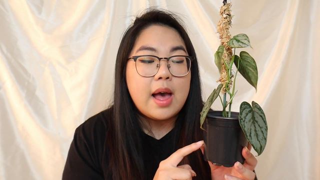 Philodendron Brandtianum (P. Brandi) | [GIVEAWAY CLOSED] | Plant Care Tips