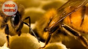 Как пчелы делают мед?