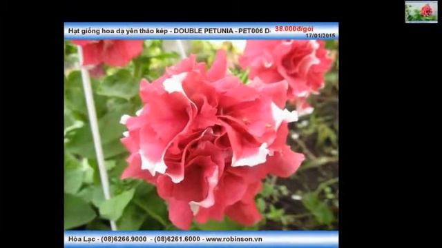 Hạt giống hoa dạ yên thảo kép - DOUBLE PETUNIA - PET006 Double Red Pirouette смотреть онлайн