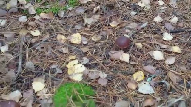 Грибалка в Корюковке смотреть онлайн