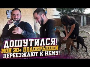 В гостях у Агопа Питбули Dragon Life.