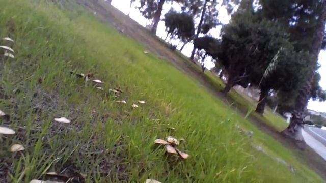 Psathyrella смотреть онлайн