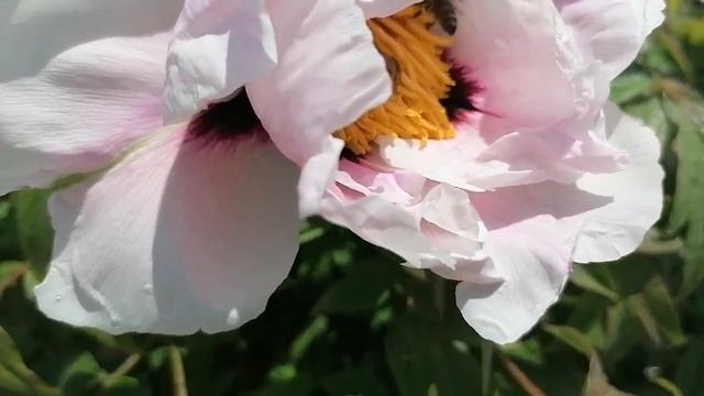 Чудо Цветок. Древовидный Пион.