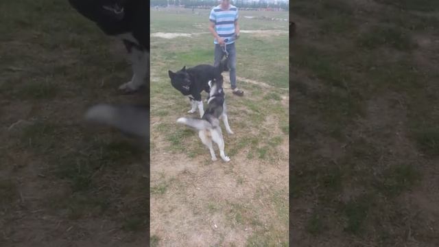 Amerikanskaya akita Graf i xaski po klichke Laika)) смотреть онлайн