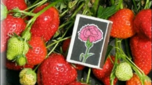 Особенности посадки и ухода за клубникой сорта Альбион смотреть онлайн