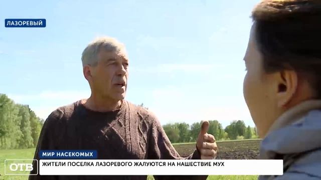 Жители посёлка Лазоревого жалуются на нашествие мух смотреть онлайн