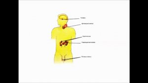 Анатомия. Эндокринная система