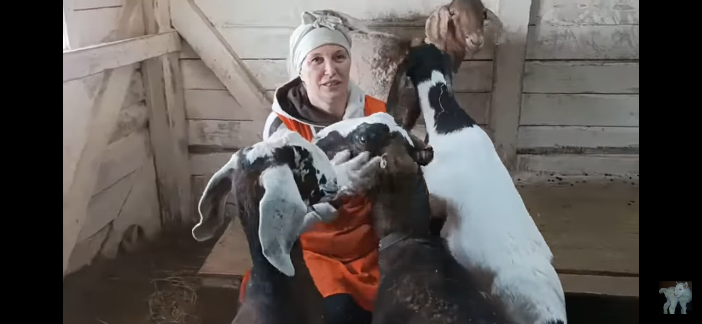 МАССОВОЕ ПОКРЫТИЕ МОЛОДЫХ КОЗ смотреть онлайн